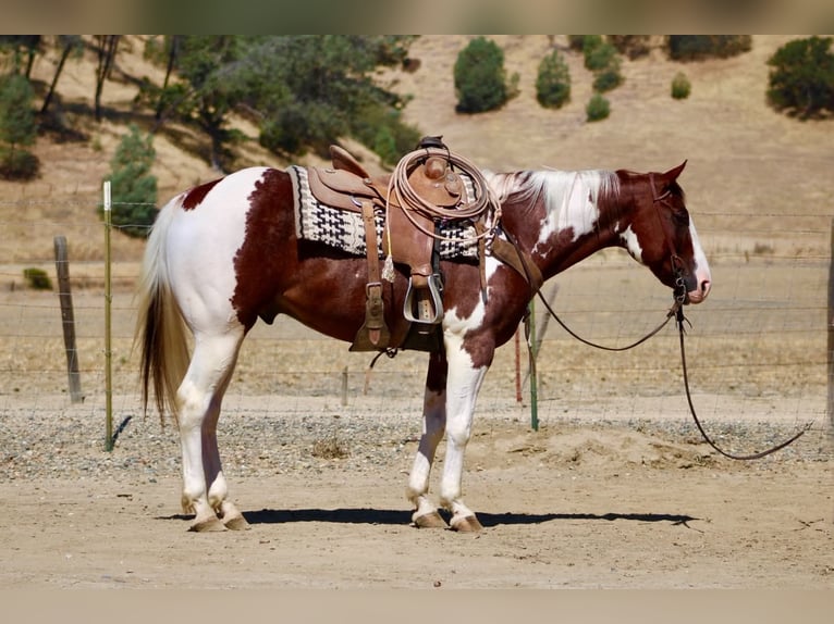 American Paint Horse Wallach 8 Jahre 152 cm Tobiano-alle-Farben in Tres Pinos