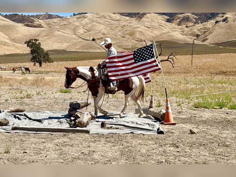 American Paint Horse Wallach 8 Jahre 152 cm Tobiano-alle-Farben in Tres Pinos