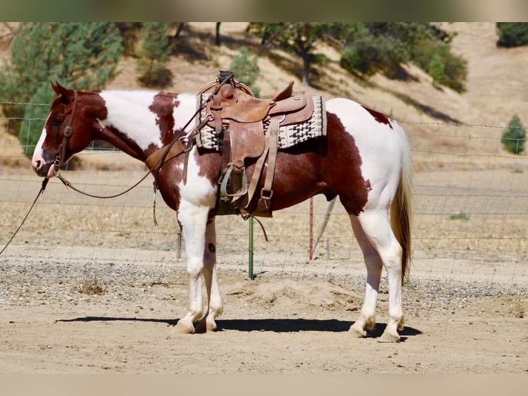 American Paint Horse Wallach 8 Jahre 152 cm Tobiano-alle-Farben in Tres Pinos