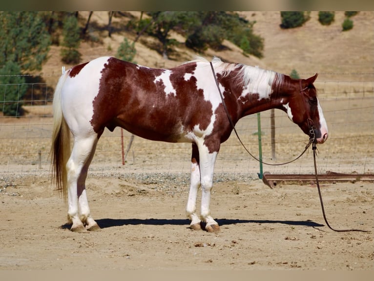 American Paint Horse Wallach 8 Jahre 152 cm Tobiano-alle-Farben in Tres Pinos