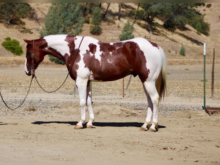 American Paint Horse Wallach 8 Jahre 152 cm Tobiano-alle-Farben in Tres Pinos