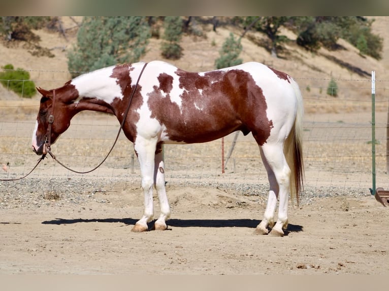 American Paint Horse Wallach 8 Jahre 152 cm Tobiano-alle-Farben in Tres Pinos