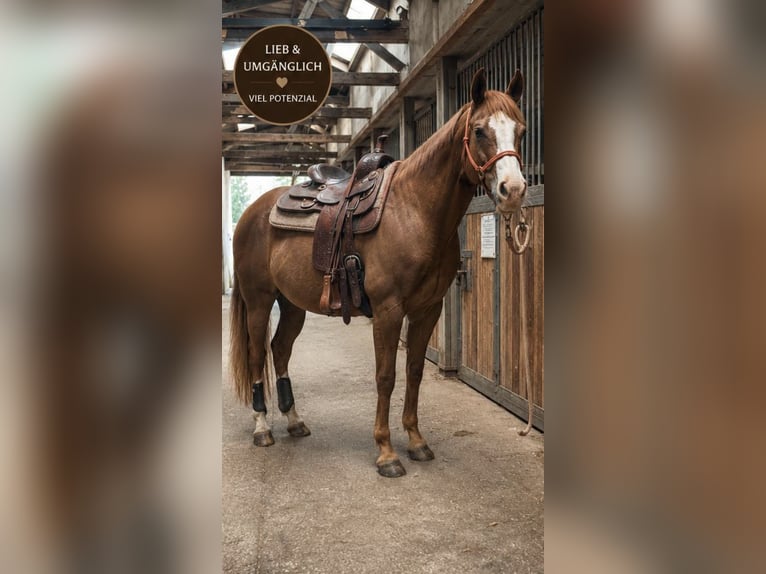 American Paint Horse Wallach 8 Jahre 153 cm Fuchs in Leezen
