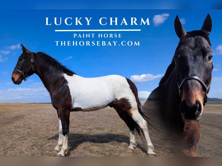 American Paint Horse Wallach 8 Jahre 155 cm Rotbrauner in Narvon, PA