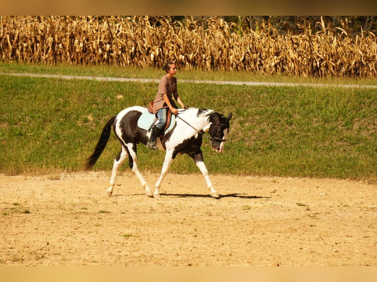 American Paint Horse Wallach 8 Jahre 155 cm Schecke in Fresno