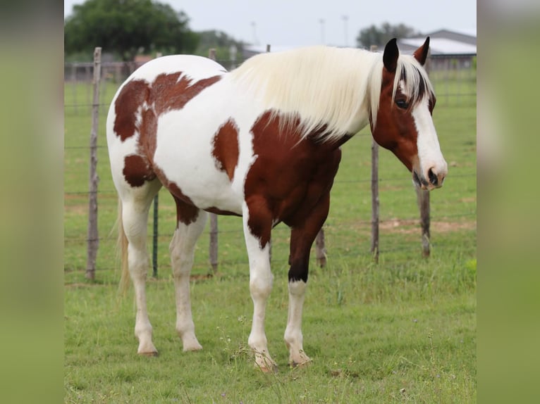 American Paint Horse Wallach 8 Jahre 155 cm Tobiano-alle-Farben in Lipan TX