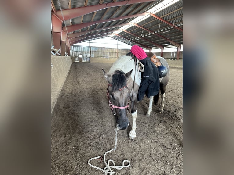 American Paint Horse Wallach 8 Jahre 157 cm Grullo in Jesteburg