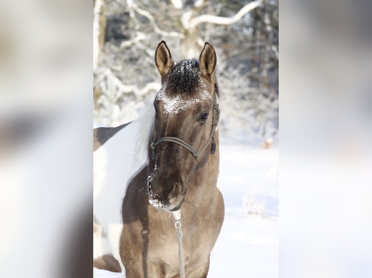 American Paint Horse Wallach 8 Jahre 157 cm Tobiano-alle-Farben in Jesteburg