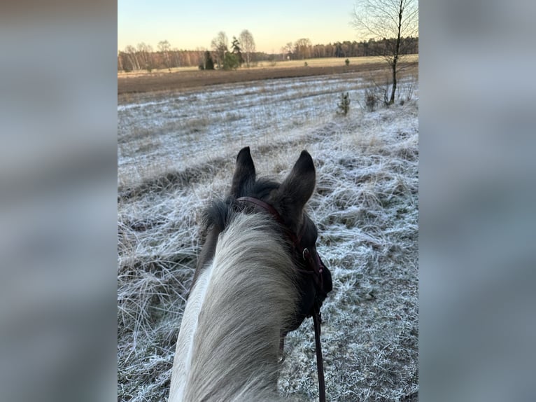 American Paint Horse Wallach 8 Jahre 157 cm Tobiano-alle-Farben in Jesteburg