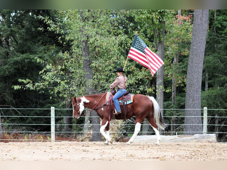 American Paint Horse Wallach 8 Jahre 160 cm Schecke in Clarion