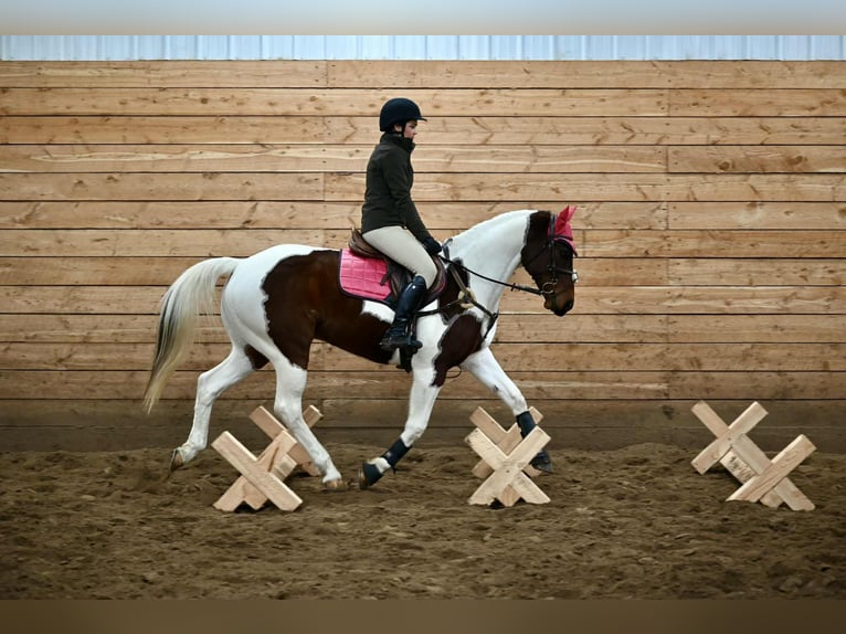 American Paint Horse Wallach 8 Jahre 160 cm Schecke in Georgetown