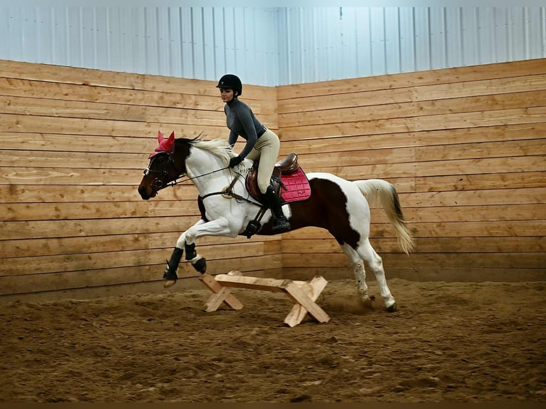 American Paint Horse Wallach 8 Jahre 160 cm Schecke in Georgetown