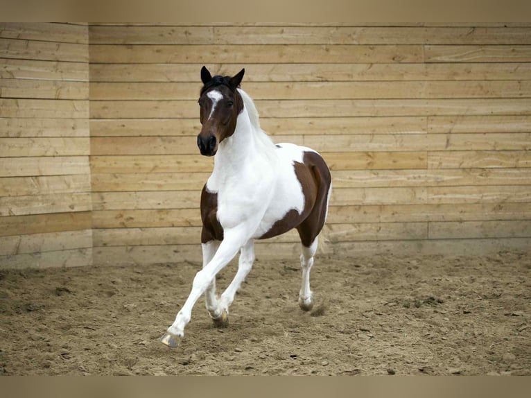 American Paint Horse Wallach 8 Jahre 160 cm Schecke in Georgetown