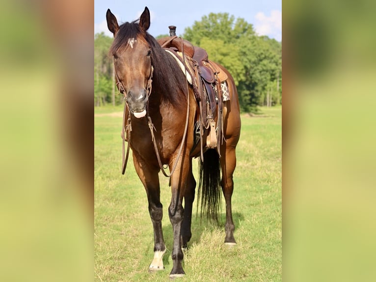 American Paint Horse Wallach 8 Jahre 170 cm Rotbrauner in Baldwyn