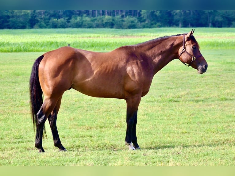 American Paint Horse Wallach 8 Jahre 170 cm Rotbrauner in Baldwyn