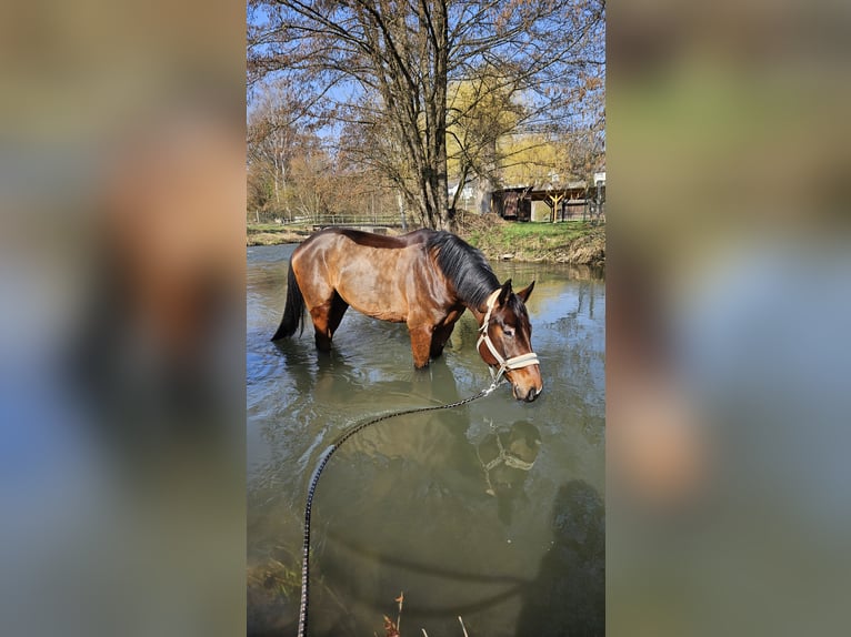 American Paint Horse Wallach 8 Jahre 174 cm Dunkelbrauner in Gössenheim