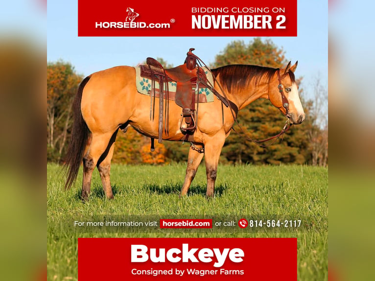 American Paint Horse Wallach 8 Jahre Buckskin in Clarion