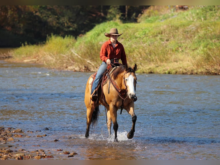 American Paint Horse Wallach 8 Jahre Buckskin in Clarion