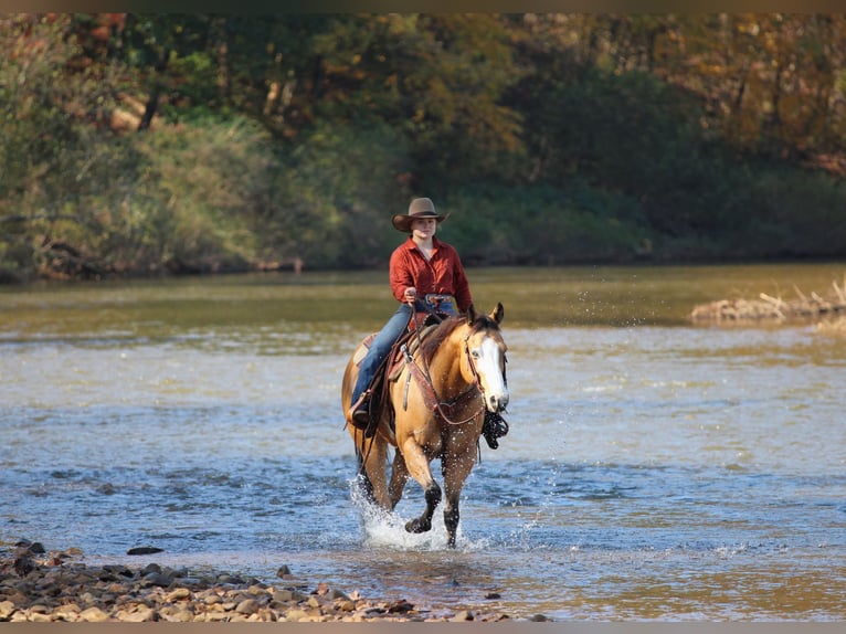 American Paint Horse Wallach 8 Jahre Buckskin in Clarion