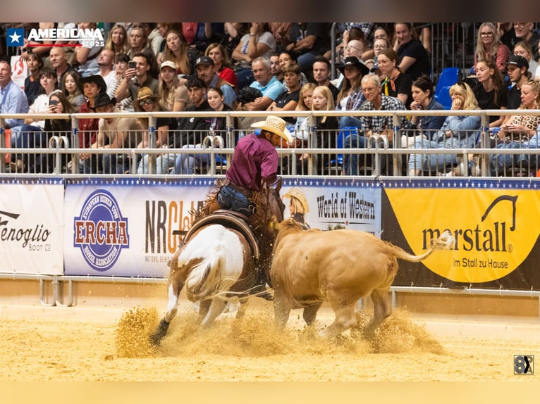 American Paint Horse Wallach 8 Jahre Tobiano-alle-Farben in &#x15A;wierklaniec