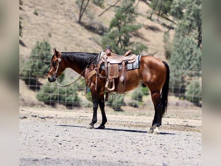 American Paint Horse Wallach 9 Jahre 150 cm Rotbrauner in Paicines CA