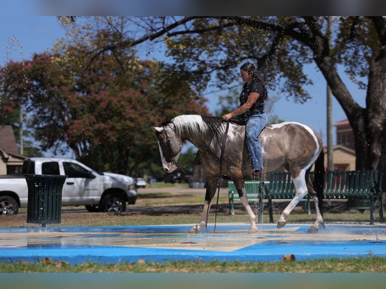 American Paint Horse Wallach 9 Jahre 152 cm Schecke in Mount Vernon