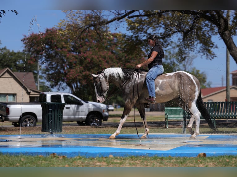 American Paint Horse Wallach 9 Jahre 152 cm Schecke in Mount Vernon