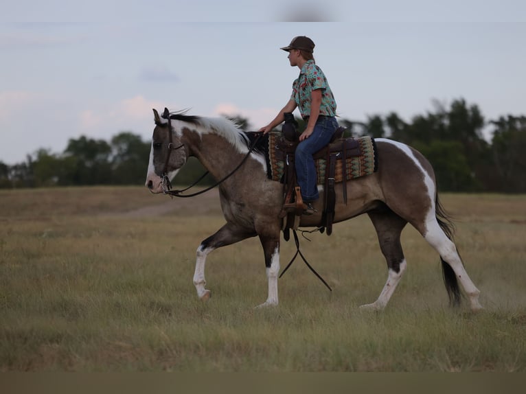 American Paint Horse Wallach 9 Jahre 152 cm Schecke in Mount Vernon