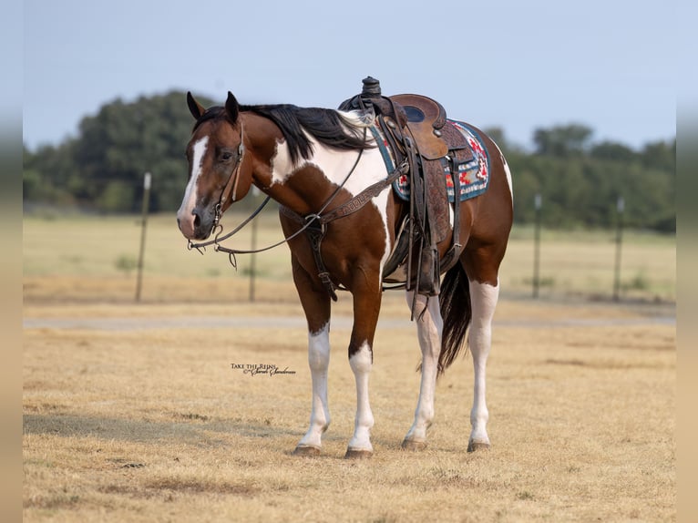 American Paint Horse Wallach 9 Jahre 152 cm Schecke in Madill