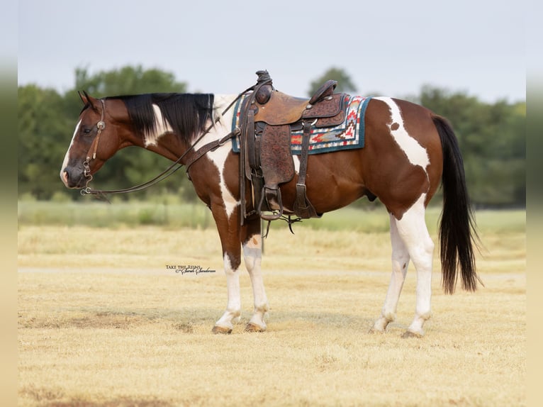 American Paint Horse Wallach 9 Jahre 152 cm Schecke in Madill