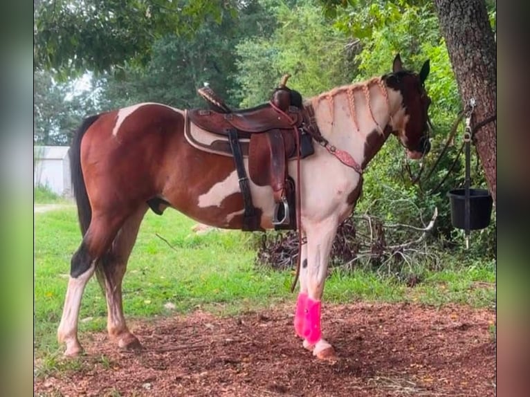American Paint Horse Wallach 9 Jahre 152 cm Tobiano-alle-Farben in Fountain Inn