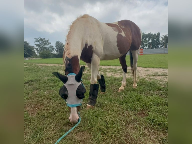 American Paint Horse Wallach 9 Jahre 152 cm Tobiano-alle-Farben in Fountain Inn