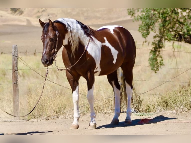 American Paint Horse Wallach 9 Jahre 152 cm Tobiano-alle-Farben in Tres Pinos