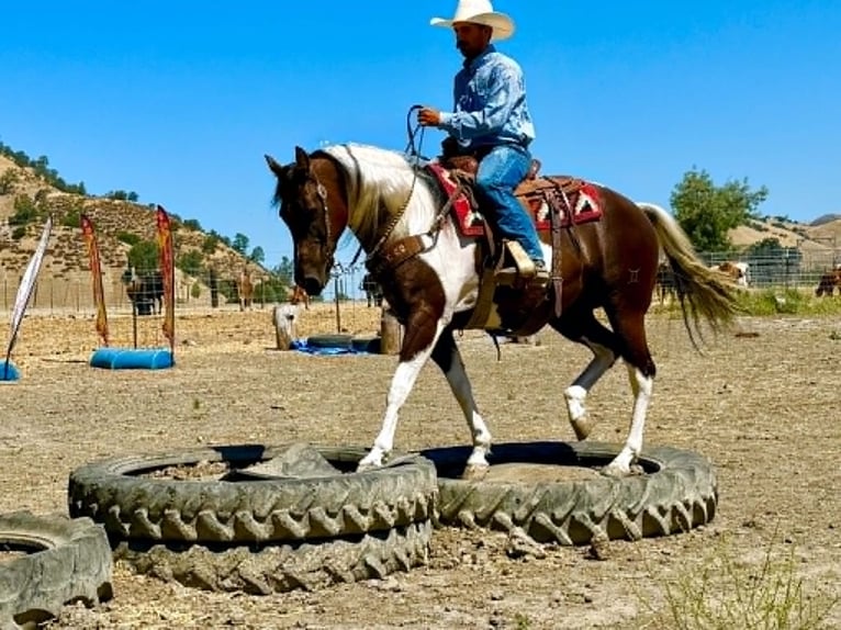 American Paint Horse Wallach 9 Jahre 152 cm Tobiano-alle-Farben in Tres Pinos