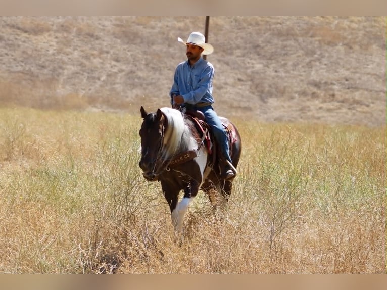 American Paint Horse Wallach 9 Jahre 152 cm Tobiano-alle-Farben in Tres Pinos