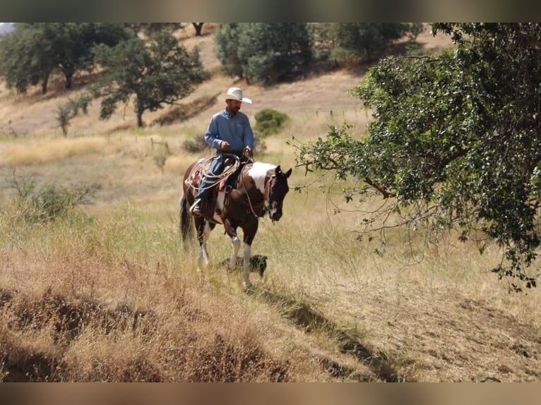 American Paint Horse Wallach 9 Jahre 152 cm Tobiano-alle-Farben in Tres Pinos