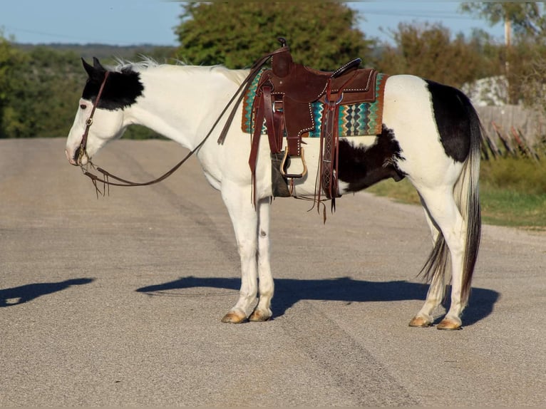 American Paint Horse Wallach 9 Jahre 152 cm Tobiano-alle-Farben in Stephenville TX