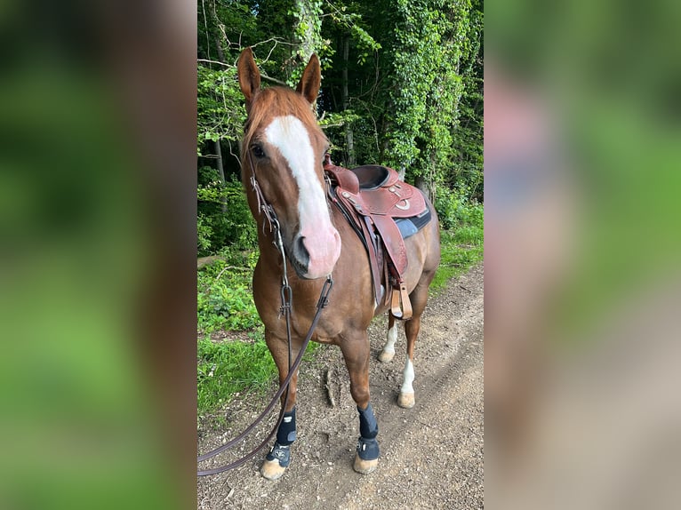 American Paint Horse Wallach 9 Jahre 154 cm Fuchs in Mooslargue