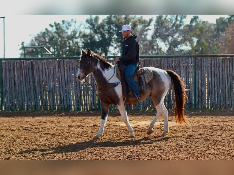 American Paint Horse Wallach 9 Jahre 155 cm Tobiano-alle-Farben in Lipan TX