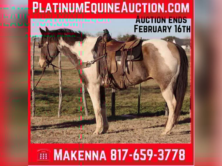 American Paint Horse Wallach 9 Jahre 155 cm Tobiano-alle-Farben in Lipan TX