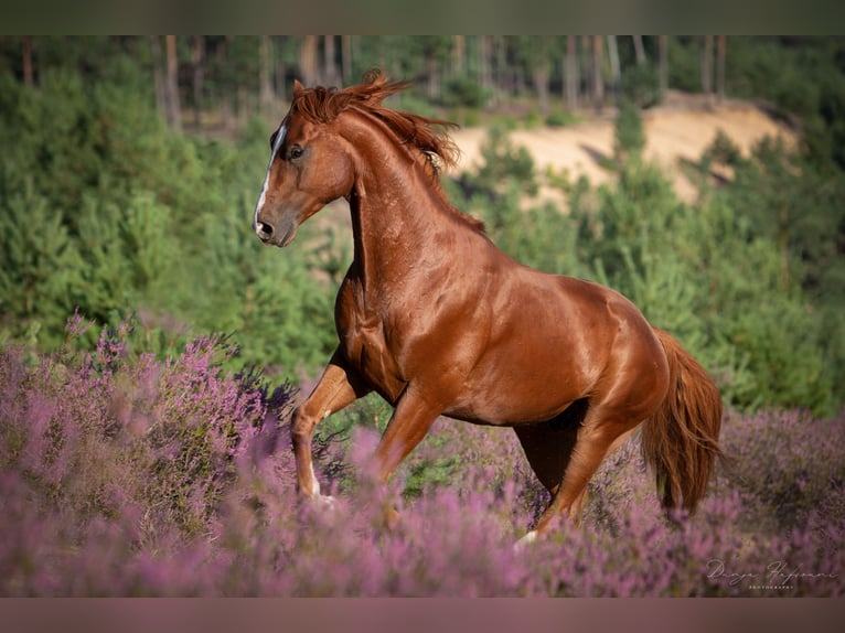American Paint Horse Wallach 9 Jahre 158 cm Overo-alle-Farben in Niederstetten