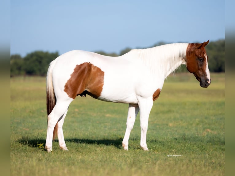 American Paint Horse Wallach 9 Jahre 160 cm Rotfuchs in Weatherford