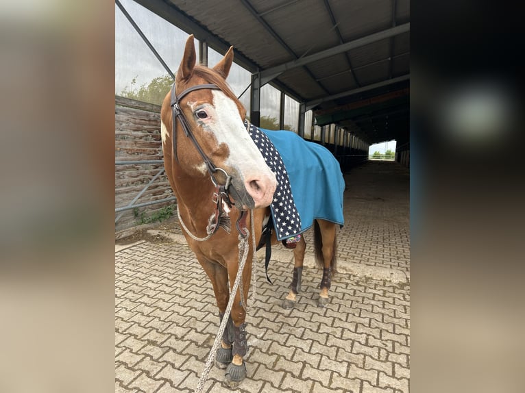 American Paint Horse Mix Wallach 9 Jahre 164 cm Overo-alle-Farben in Aachen