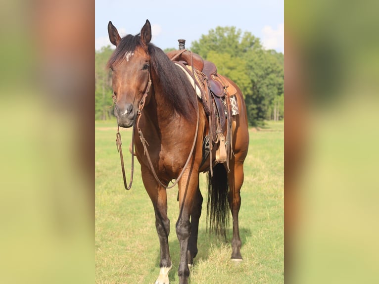 American Paint Horse Wallach 9 Jahre 170 cm Rotbrauner in Baldwyn