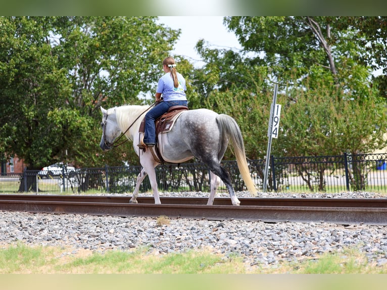 American Paint Horse Wallach 9 Jahre Schecke in Terrell