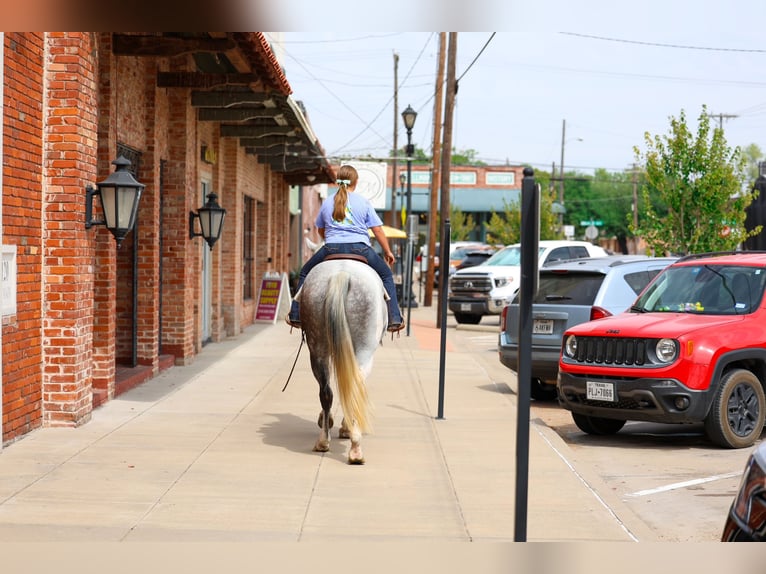 American Paint Horse Wallach 9 Jahre Schecke in Terrell