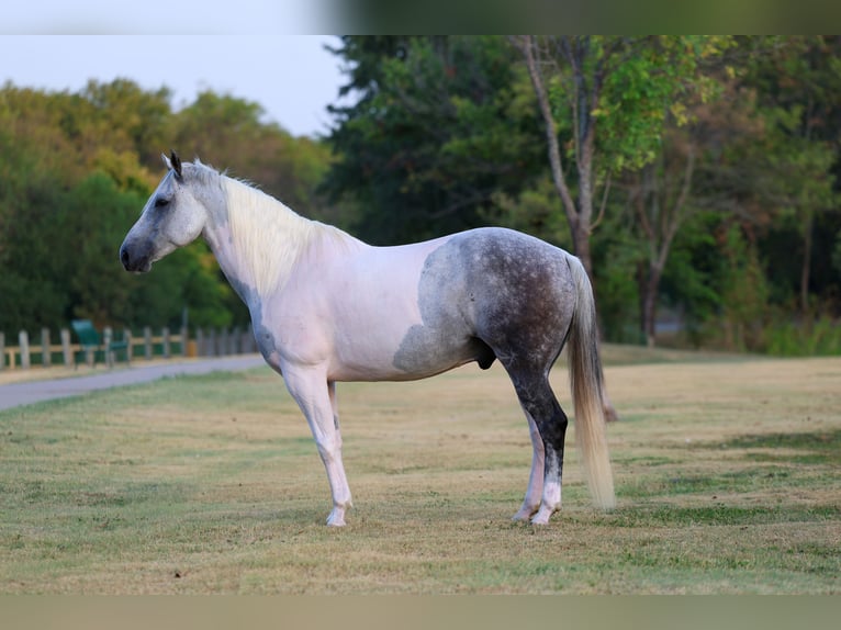 American Paint Horse Wallach 9 Jahre Schecke in Terrell