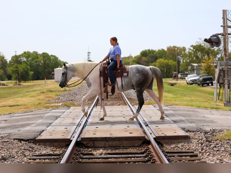 American Paint Horse Wallach 9 Jahre Schecke in Terrell