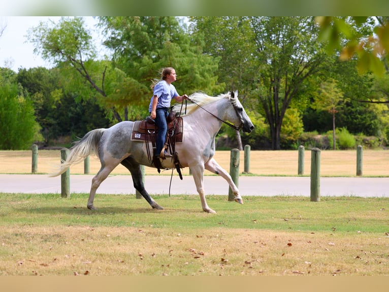 American Paint Horse Wallach 9 Jahre Schecke in Terrell