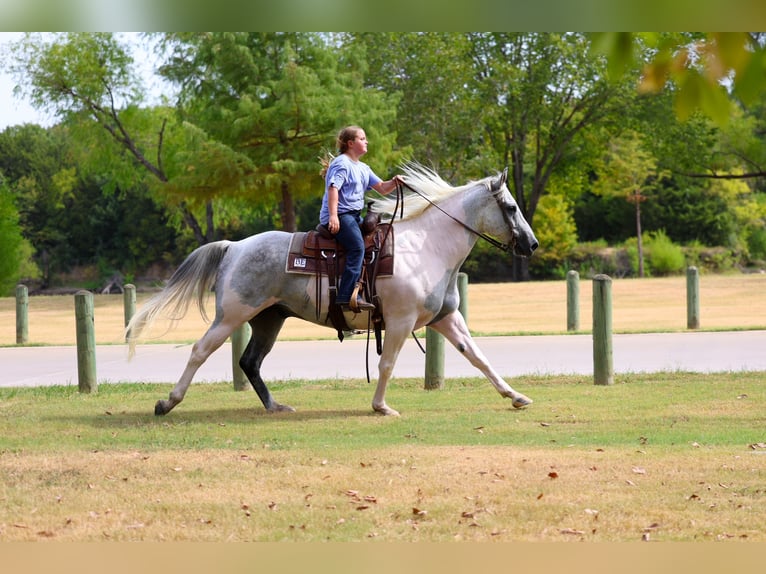 American Paint Horse Wallach 9 Jahre Schecke in Terrell